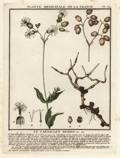 Hólyagkampó, Silene vulgaris. alkotó: Unbekannter Künstler