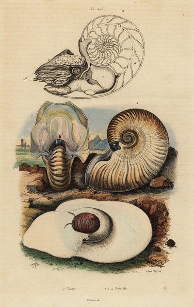 Hólyagholdas csiga, Neverita didyma 1, kérges nautilus, Nonion umbilicatulum 2 és kamrás nautilus, Nautilus pompilius 3,4 alkotó: Unbekannt