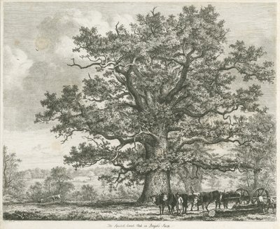 Blithfield - Squitch-bank tölgy : rézkarc, 1824 alkotó: Unbekannt