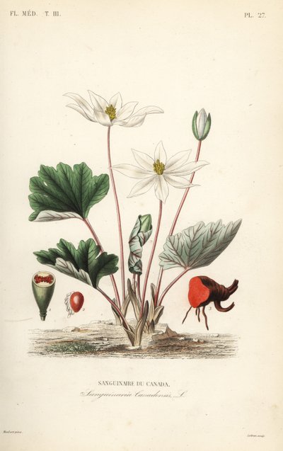 Bloodroot, Sanguinaria canadensis, Bloodthirsty Canada alkotó: Unbekannt