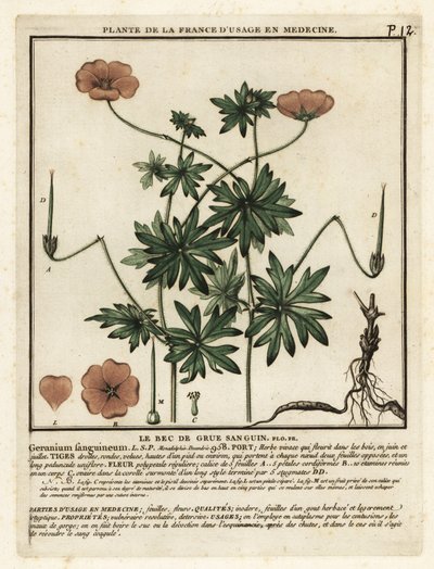 Véres darucsőrű, Geranium sanguineum. alkotó: Unbekannter Künstler