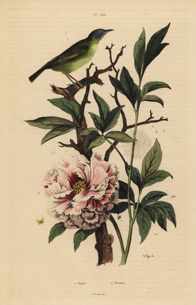 Kékfejű fantail, Rhipidura cyaniceps 1 és bazsarózsa, Paeonia suffruticosa 2 alkotó: Unbekannt