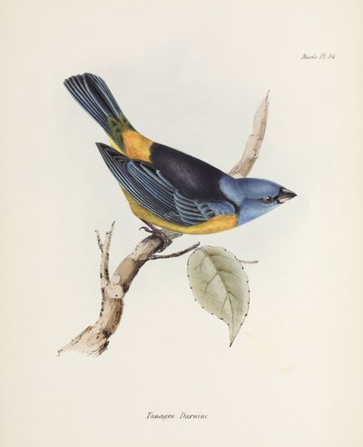 Kék és sárga tanager, Dél-Amerika, 1832-1836 alkotó: Unbekannter Künstler