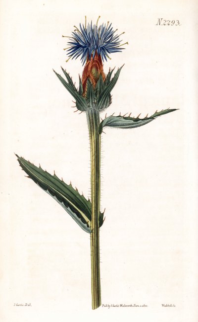 Kék kardoncella - Kék gyűszű vagy kékvirágú karthamusz, Carthamus caeruleus. Weddell kézi rézmetszete John Curtis illusztrációja után, Samuel Curtis "Botanical Magazine" című londoni kiadványából. alkotó: Unbekannter Künstler