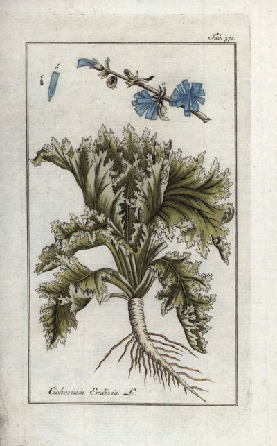 Növénytani: Endívia, Cichorium endivia. Kézi rézmetszetű botanikai metszet Johannes Zorn "Afbeelding der Artseny-Gewassen" című művéből, Jan Christiaan Sepp, Amszterdam. alkotó: Unbekannter Künstler