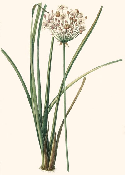 Botanikai illusztráció/Rdoute/Butomus umbellatus/Umbelly Butome/Flower Bangle alkotó: Unbekannt