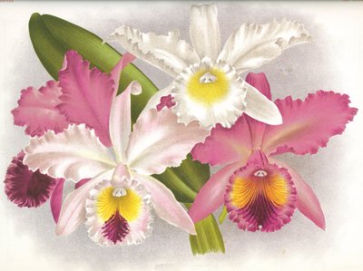 Botanikai tábla/Cattleya labiata/Lindenia alkotó: Unbekannt