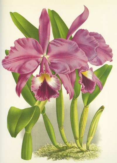 Botanikai tábla/Cattleya labiata var. Autumnalis/Lindenia alkotó: Unbekannt