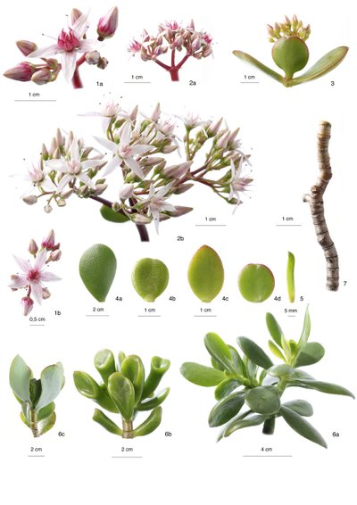 Botanikai tábla/Crassula ovata alkotó: Unbekannt