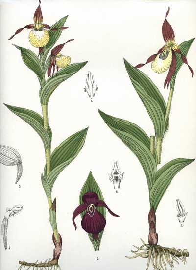 Botanikai tábla/Cypripedium calceolus/Vénusz patája alkotó: Unbekannt