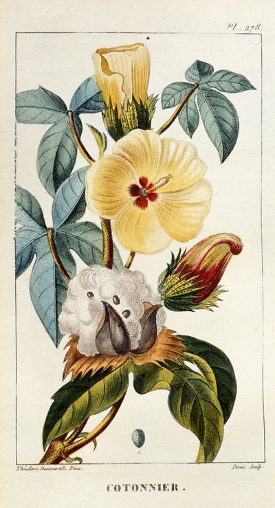 Botanikai tábla/Gossypium sp/Pamut alkotó: Unbekannt