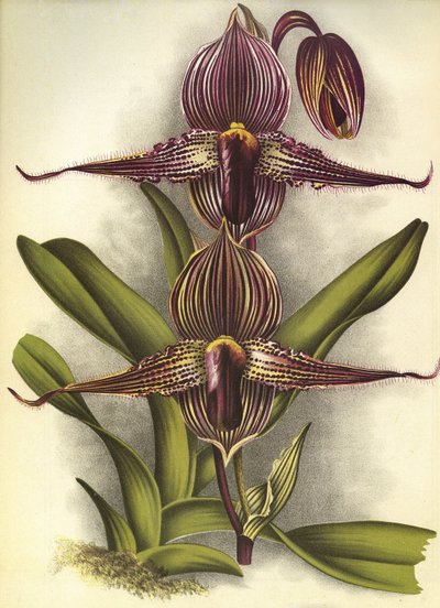 Botanikai tábla/Paphiopedilum rothschildianum/Lindenia alkotó: Unbekannt