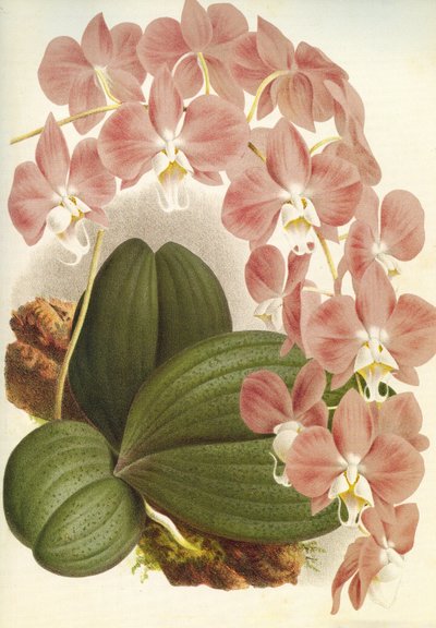 Botanikai tábla/Phalaenopsis sanderiana/Lindenia alkotó: Unbekannt