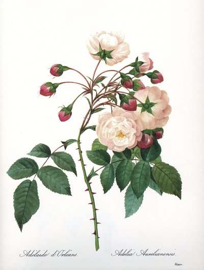 Botanikai tábla/Rosa aurelianensis/Rose 