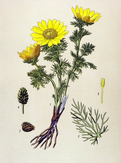 Botanikai tábla. Méreg (mérgező) és gyógynövény: Spring Adonis (Adonis vernalis) alkotó: Unbekannter Künstler