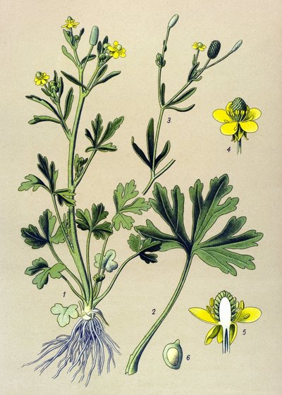 Botanikai tábla. Venenos (mérgező): Boglárka vagy zellerlevél boglárka (Ranunculus sceleratus) alkotó: Unbekannter Künstler