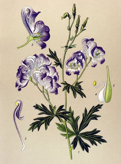 Botanikai tábla. Venenos (mérgező) és gyógynövény: Aconitum variegatum alkotó: Unbekannter Künstler