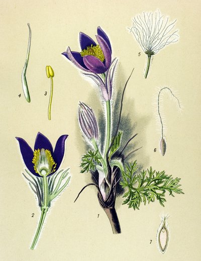 Botanikai tábla. Venenos (mérgező) és gyógynövény: Anemone Pulsatille vagy Common Pulsatilla (Anemone pulsatilla, Pulsatilla vulgaris) alkotó: Unbekannter Künstler