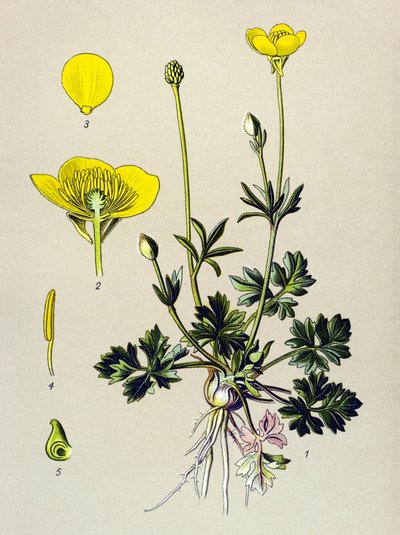 Botanikai tábla. Venenos növény (mérgező): hagymás boglárka vagy aranyrügy (Ranunculus bulbosus) alkotó: Unbekannter Künstler