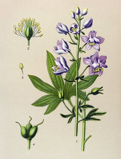 Botanikai tábla. Venenos növény (mérgező): Dolphinella staphysegar (Delphinium staphysagria) alkotó: Unbekannter Künstler