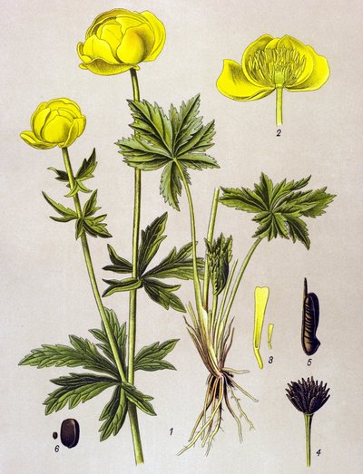 Botanikai tábla. Venenos növény (mérgező): európai troll (Trollius europaeus) alkotó: Unbekannter Künstler