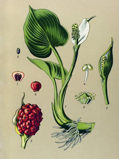 Botanikai tábla. Venenos növény (mérgező): Mocsári kalla (Calla palustris) alkotó: Unbekannter Künstler