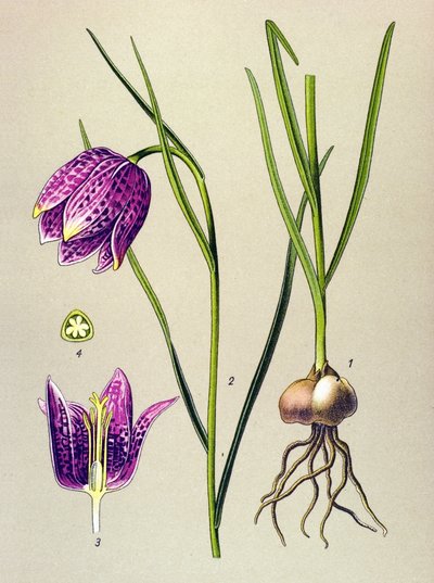 Botanikai tábla. Venenos növény (mérgező): gyöngytyúk vagy „gyöngytyúk” (Fritillaria meleagris) alkotó: Unbekannter Künstler