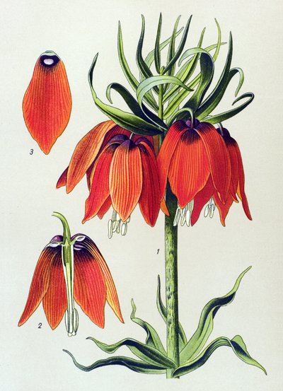 Botanikai tábla. Venenos növény (mérgező): imperiale fritillaria imperialis alkotó: Unbekannter Künstler