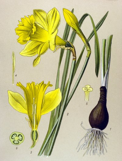 Botanikai tábla Venenos növény (mérgező): sárga nárcisz (Narcissus pseudonarcissus) alkotó: Unbekannter Künstler
