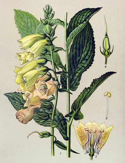 Botanikai tábla, növény: Nagyvirágú digitális (Digitalis grandiflora) alkotó: Unbekannter Künstler