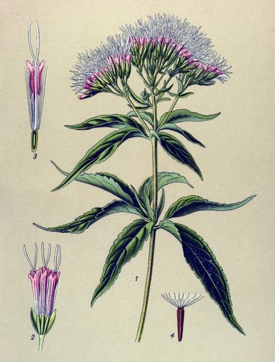 Botanikai tábla, növény: Kenderlevelű eupatorium (Eupatorium cannabinum) alkotó: Unbekannter Künstler