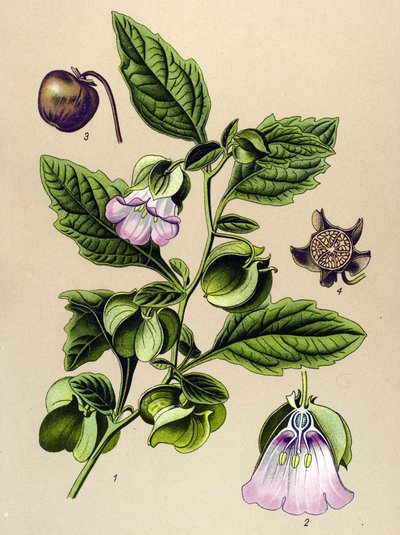 Botanikai tábla, növény: Perou körte vagy Perou alma (Nicandra physaloides) alkotó: Unbekannter Künstler
