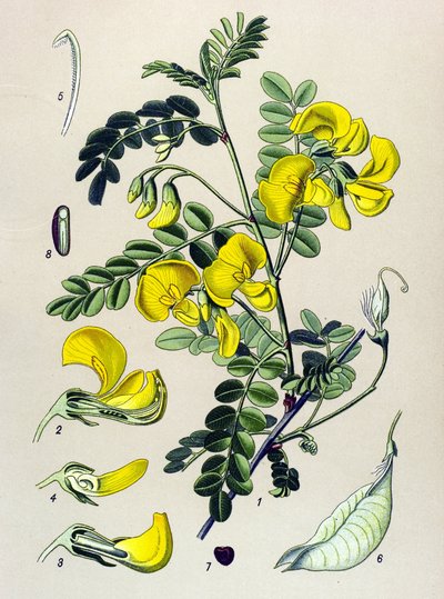 Növénytani tábla, növény: bundás (Colutea arborescens) alkotó: Unbekannter Künstler