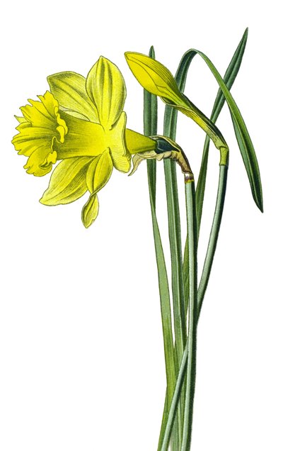 Botanikai tábla, növény: sárga nárcisz vagy trombita nárcisz (Narcissus pseudonarcissus) alkotó: Unbekannter Künstler