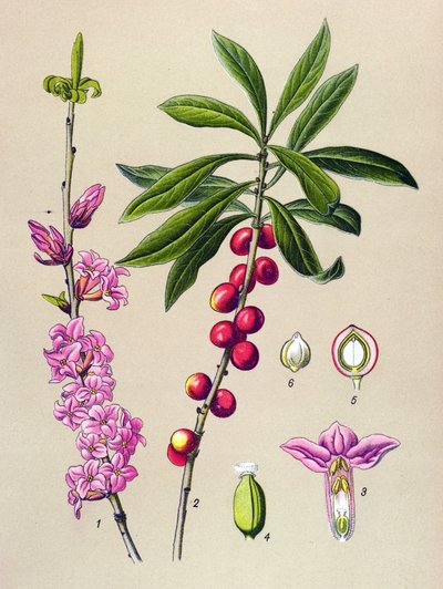 Botanikai tábla, mérgező és gyógynövény: szép fa (Daphne Mezereum) alkotó: Unbekannter Künstler