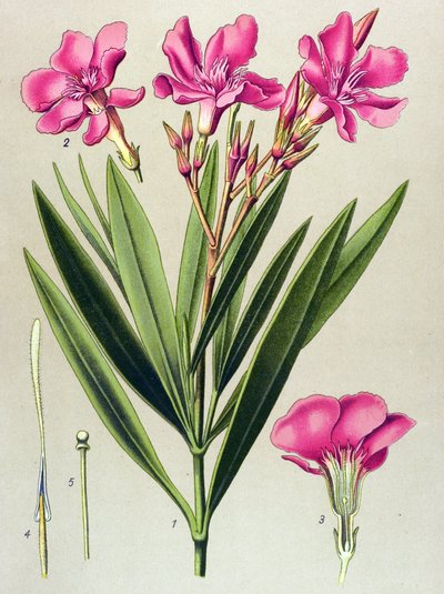 Botanikai tábla, vénás (mérgező) és gyógynövény: rózsaszín babérlevél (Nerium oleander) alkotó: Unbekannter Künstler