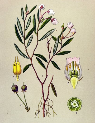 Botanikai tábla, mérgező növény (mérgező): Az Andromedának polónium levelei vannak (Andromeda polifolia) alkotó: Unbekannter Künstler