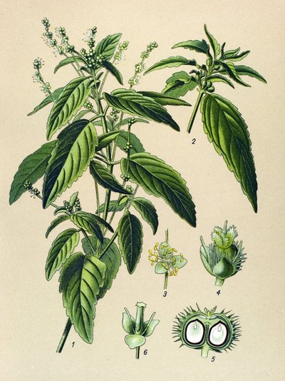 Botanikai tábla, mérgező növény (mérgező): Egynyári higany (Mercurialis annua) alkotó: Unbekannter Künstler