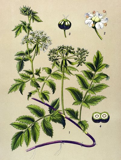 Botanikai tábla, erdei növény (mérgező): Berle (Berula angustifolia) alkotó: Unbekannter Künstler