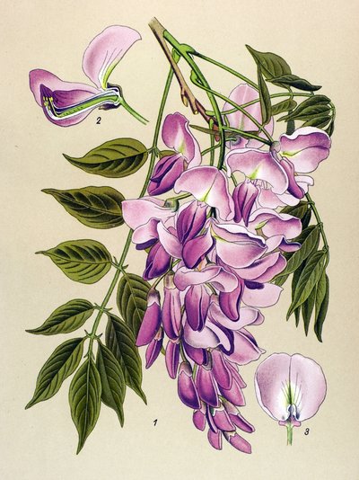 Botanikai tábla, mérgező növény (mérgező): kínai glicin (Wisteria chinensis) alkotó: Unbekannter Künstler