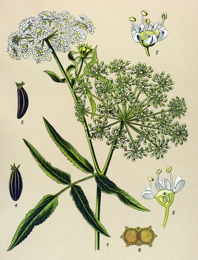 Botanikai deszka, erdei növény (mérgező): Nagy-Berle (Sium latifolium) alkotó: Unbekannter Künstler