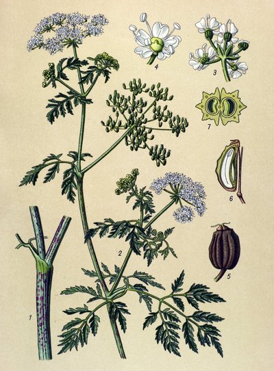 Botanikai tábla, erdei növény (mérgező): vérfű (Conium maculatum) alkotó: Unbekannter Künstler