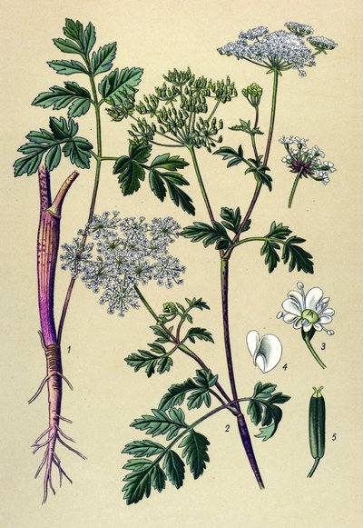 Botanikai tábla, erdei növény (mérgező): ferde cseresznye (Chaerophyllum temulum) alkotó: Unbekannter Künstler