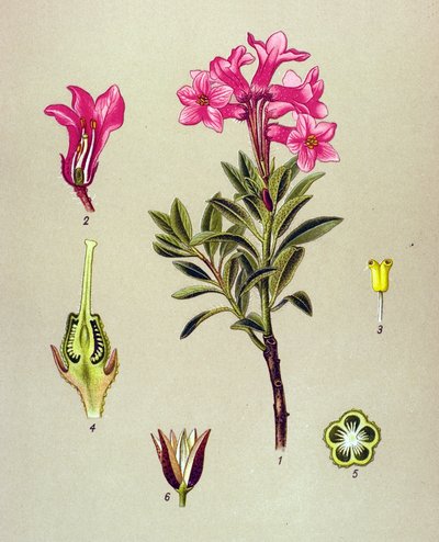 Botanikai tábla, erdei növény (mérgező): Rhododendron cilie (Rhododendron hirsutum) alkotó: Unbekannter Künstler