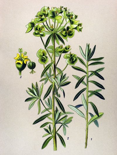 Botanikai tábla, erdei növény (mérgező): Round Eule vagy Euphorbia Peplus (Euphorbia Peplus) alkotó: Unbekannter Künstler