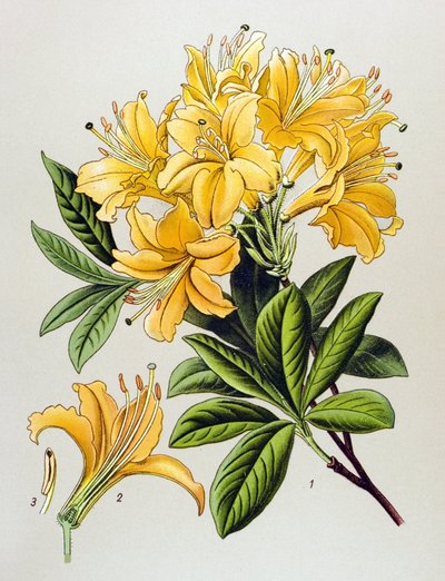 Botanikai tábla, erdei növény (mérgező): sárga azále (Rhododendron luteum) alkotó: Unbekannter Künstler