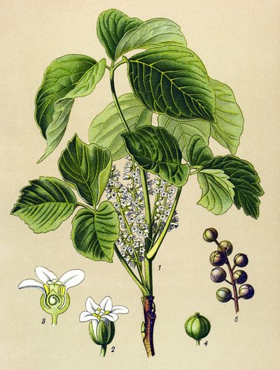 Botanikai tábla, erdei növény (mérgező): hegymászó szömörce (Rhus toxicodendron) alkotó: Unbekannter Künstler