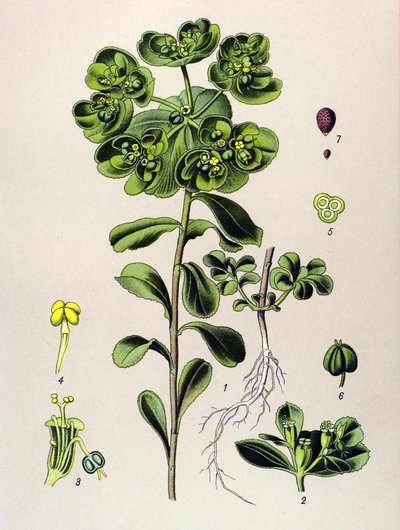 Botanikai tábla, erdei növény (mérgező): reggel ébresztő euphorbia vagy kis fény (Euphorbia helioscopia) alkotó: Unbekannter Künstler