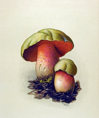 Botanikai tábla mérgező gombával (vénás): Farkasvargánya (Boletus lupinus) alkotó: Unbekannter Künstler