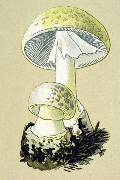 Botanikai tábla mérgező gombával (vénás): falloid amanit (Amanita phalloides) alkotó: Unbekannter Künstler